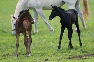 Foals at Rocky Road Farm