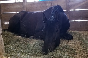 SF Starstruck sleeping at a show